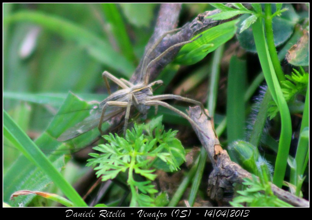 Pisaura sp. - Venafro (IS)